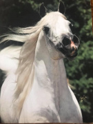 <b>Description: </b>Ruminaja Ali (Shaikh Al Badi x Bint Magidaa) 1976 Abeyyan Om Jurays 1979 US Nat Champ Futurity Colt 1983 US Nat Res Champ Stallion 1980 US Nat Top 10 Stallion 1980 Canadian Nat Top 10 Stallion<br/>