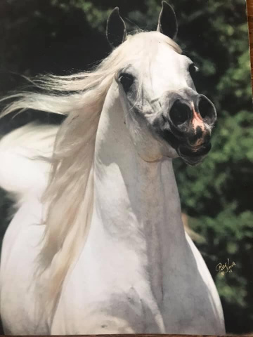 Ruminaja Ali (Shaikh Al Badi x Bint Magidaa) 1976 Abeyyan Om Jurays 1979 US Nat Champ Futurity Colt 1983 US Nat Res Champ Stallion 1980 US Nat Top 10 Stallion 1980 Canadian Nat Top 10 Stallion