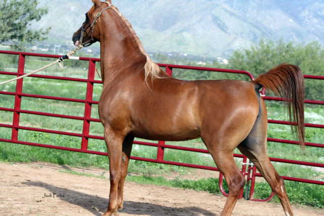 Sabreen Al Abbasiyah (Safir KA x Rummani)