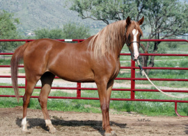 <b>Description: </b>Sabreen Al Abbasiyah (Safir KA x Rummani)<br/><b>Copyright: </b>Judi Parks photo www.alabbasiyah.com