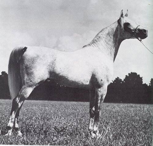 Ansata Ibn Halima ( Nazeer x Halima) 1958 Dahman Shahwan