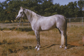 <b>Description: </b>Ansata Ibn Halima ( Nazeer x Halima) 1958 Dahman Shahwan in his youth<br/><b>Copyright: </b>Forbis Photo