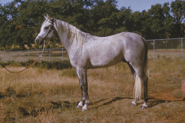 Ansata Ibn Halima ( Nazeer x Halima) 1958 Dahman Shahwan in his youth