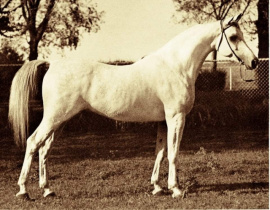 <b>Description: </b>Ansata Shah Zaman (Morafic x Ansata Bint Mabrouka) 1968 Saqlawi Gidran<br/>