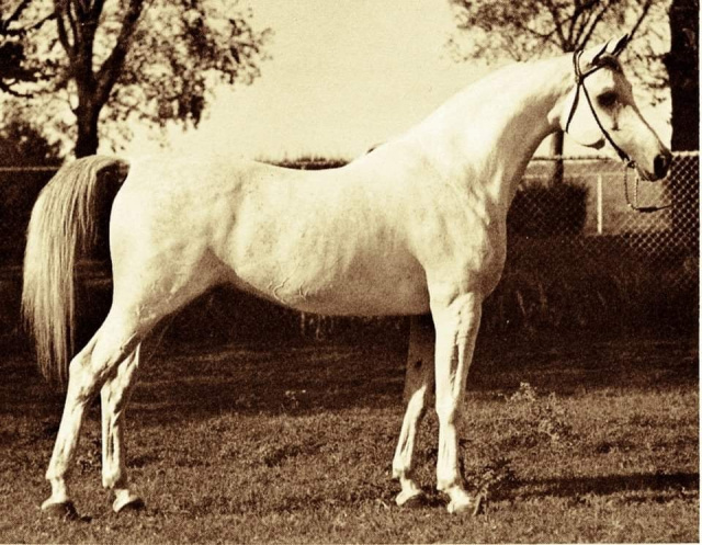 Ansata Shah Zaman (Morafic x Ansata Bint Mabrouka) 1968 Saqlawi Gidran