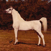 <b>Description: </b>Ansata Shah Zaman (Morafic x Ansata Bint Mabrouka) 1968 Saqlawi Gidran The true king of ages<br/><b>Copyright: </b>Sparagowski Photo