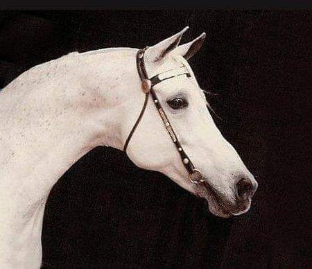 "Ansata Shah Zaman was a very majestic stallion; very masculine head with huge dark eyes .Always watching and listening" - Judith Forbis