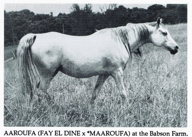 Aaroufa (Fay El Dine x Maaroufa) 1952 Saqlawiyah Gidraniyah Ibn Sudan