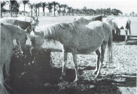 <b>Description: </b>Bukra (Shahloul x Bint Sabah) 1942  Dahmah Shahwaniyah<br/><b>Copyright: </b>Pritzlaff photo