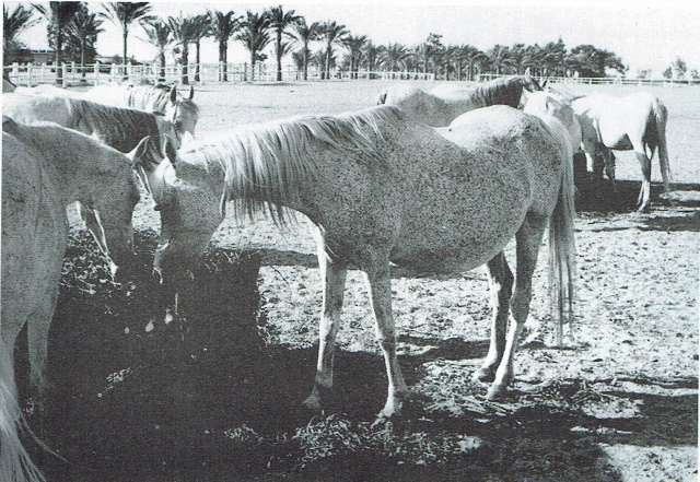 Bukra (Shahloul x Bint Sabah) 1942  Dahmah Shahwaniyah