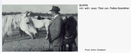 <b>Description: </b>Bukra (Shahloul x Bint Sabah) 1942  Dahmah Shahwaniyah<br/>