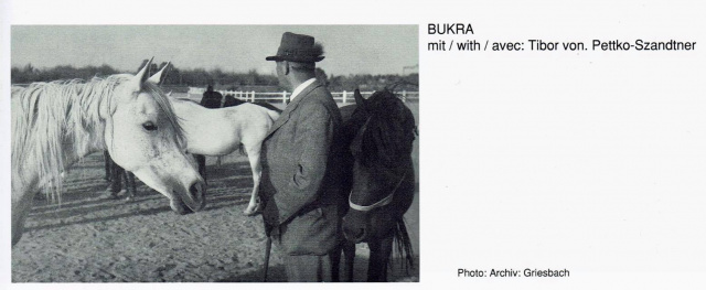 Bukra (Shahloul x Bint Sabah) 1942  Dahmah Shahwaniyah