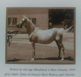 <b>Description: </b>Bukra (Shahloul x Bint Sabah) 1942  Dahmah Shahwaniyah<br/>