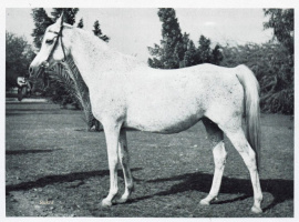 <b>Description: </b>Bukra (Shahloul x Bint Sabah) 1942  Dahmah Shahwaniyah<br/>