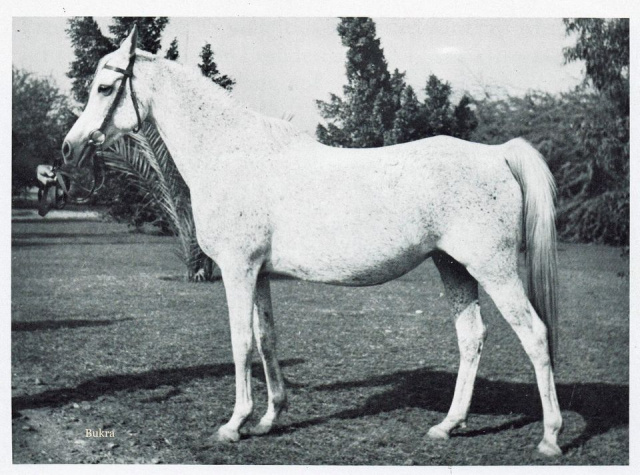 Bukra (Shahloul x Bint Sabah) 1942  Dahmah Shahwaniyah