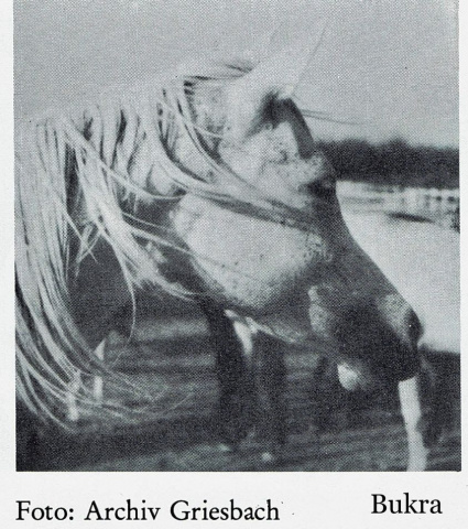 Bukra (Shahloul x Bint Sabah) 1942  Dahmah Shahwaniyah