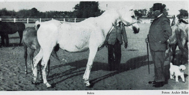 Bukra (Shahloul x Bint Sabah) 1942  Dahmah Shahwaniyah