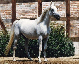 <b>Description: </b>Mona III (Hadban Enzahi /Kamel x Moheba II) 1974 Dahmah Shahwaniyah ELITE MARE<br/>