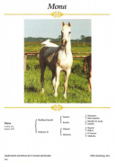 <b>Description: </b>Mona III (Hadban Enzahi /Kamel x Moheba II) 1974 Dahmah Shahwaniyah ELITE MARE<br/>