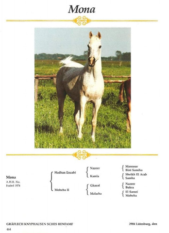 Mona III (Hadban Enzahi /Kamel x Moheba II) 1974 Dahmah Shahwaniyah ELITE MARE