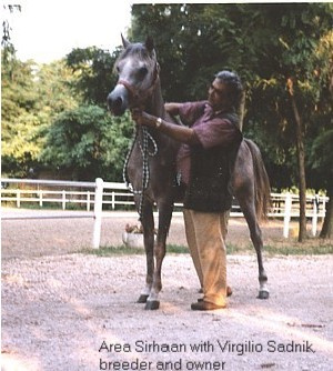 Area Sirhaan (Ansata Iemhotep x Ansata Allegra) 1997 Dahman Shahwan. Photograped in Italy with his breeder and owner Mr Virgilio Sadnik