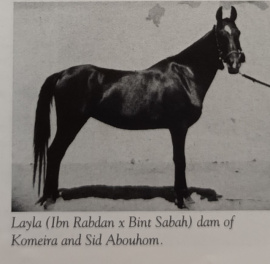 <b>Description: </b>Layla (Ibn Rabdan x Bint Sabah) 1929 Dahmah Shahwaniyah<br/>