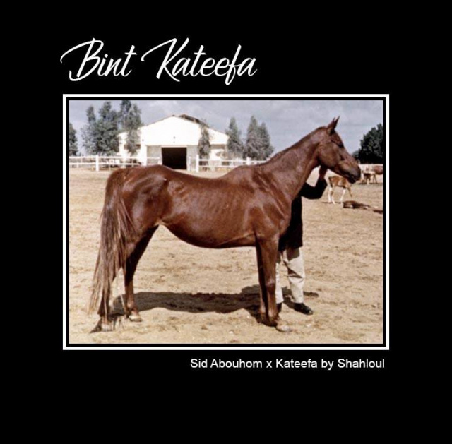 Bint Kateefa (Sid Abouhom x Kateefa) 1954 Kuhailah Ajuzah Ibn Rodan