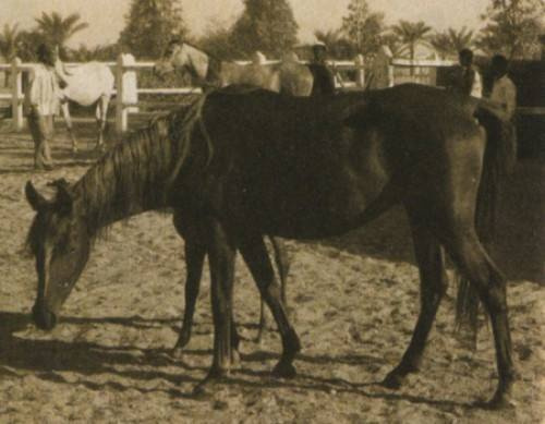 Bint Kateefa (Sid Abouhom x Kateefa) 1954 Kuhailah Ajuzah Ibn Rodan