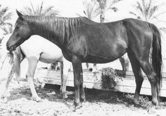 Bint Kateefa (Sid Abouhom x Kateefa) 1954 Kuhailah Ajuzah Ibn Rodan