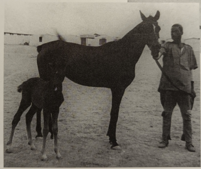 Shams (Mashaan x Bint Samiha) 1938 Hadbah Enzahiyah