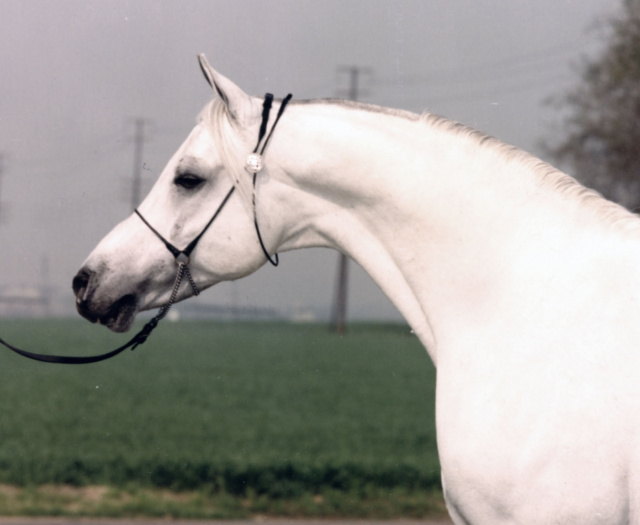 Ibn Morafic Head Shot Polly Knoll