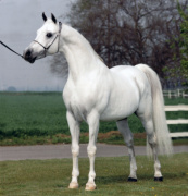 <b>Description: </b>Ibn Morafic body shot at Kline Arabians by Polly Knoll<br/>