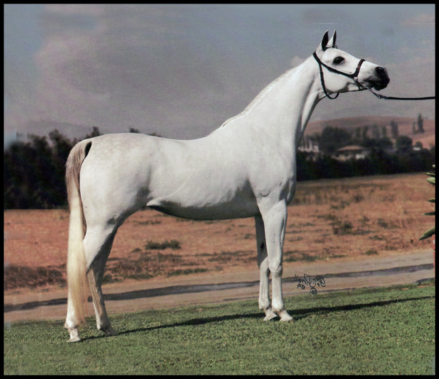 Talwarda   *Talal x Mawarda by Ibn Morafic   Polly Knoll photo