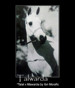 <b>Description: </b>Talwarda   *Talal x Mawarda by Ibn Morafic<br/>