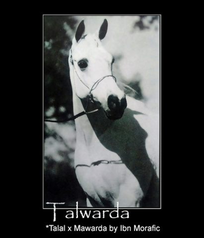 Talwarda   *Talal x Mawarda by Ibn Morafic