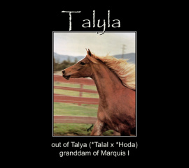 <b>Description: </b>TALYLA  Ansata Shah Zaman x Talya by *Talal<br/>