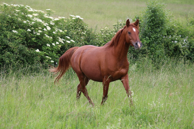 abiba bourgogne