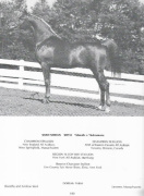 <b>Description: </b>SHAH NISHAN   *Morafic x *Kahramana    full brother to Ibn Morafic and Fehris<br/>