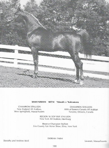 SHAH NISHAN   *Morafic x *Kahramana    full brother to Ibn Morafic and Fehris