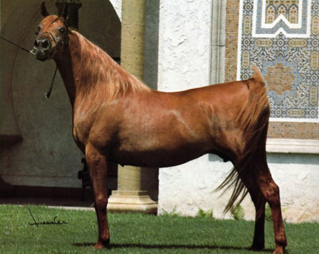 NORRA  (*Morafic x *Bint Mona by Nazeer)