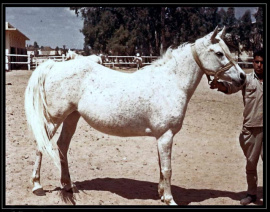 <b>Description: </b>NAWARA (Nazeer x Halima by Sheikh El Arab)<br/><b>Copyright: </b>James M. Kline photo 1967