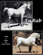 <b>Description: </b>FA-RAB (*Fadl x Aana by Fay El Dine)<br/>