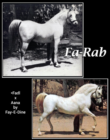 FA-RAB (*Fadl x Aana by Fay El Dine)