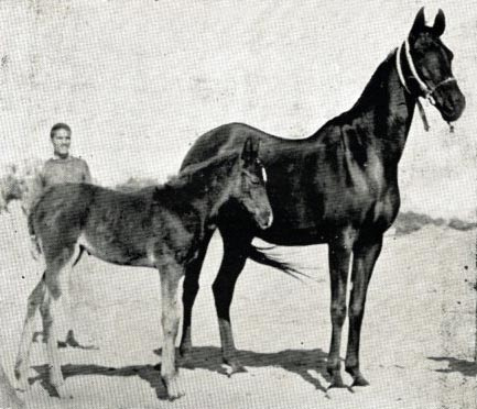 BINT RUSTEM  (Rustem x Bint Hadba El Saghira by El Halabi)