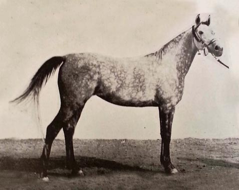 BINT FARIDA (Mansour x Farida by Saklawi II)