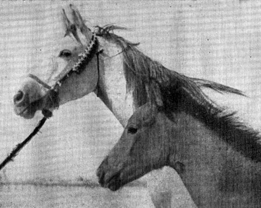 BINT FARIDA (Mansour x Farida by Saklawi II)