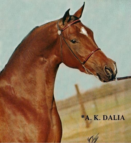 *AK DALIA (*Ibn Hafiz x Aziza by Alaa El Din)