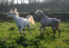 <b>Description: </b>Halypa Mansour (HA Sharif x Mahomeeh) 2012 Dahman Shahwan. Photographed in Halypa Al Duhaymat St. with one of his friend, the other stallion Halypa AlAzhar<br/><b>Copyright: </b>Annalisa Monticelli photo