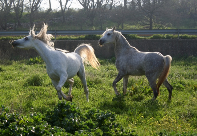 Halypa Mansour (HA Sharif x Mahomeeh) 2012 Dahman Shahwan. Photographed in Halypa Al Duhaymat St. with one of his friend, the other stallion Halypa AlAzhar