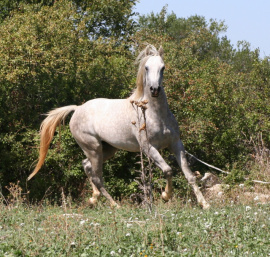 <b>Description: </b>Halypa Mansour (HA Sharif x Mahomeeh) 2012 Dahman Shahwan. Photographed in Halypa Al Duhaymat St.<br/><b>Copyright: </b>Annalisa Monticelli photo